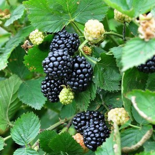 Hạt giống Cây Mâm Xôi Đen 30 Hạt phúc tử bồn