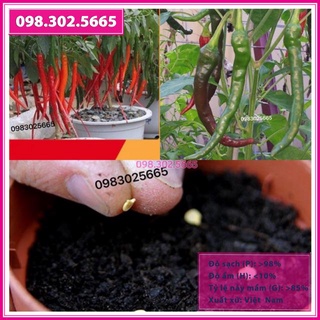 Hạt Giống Ớt Trái Dài Hàn Quốc