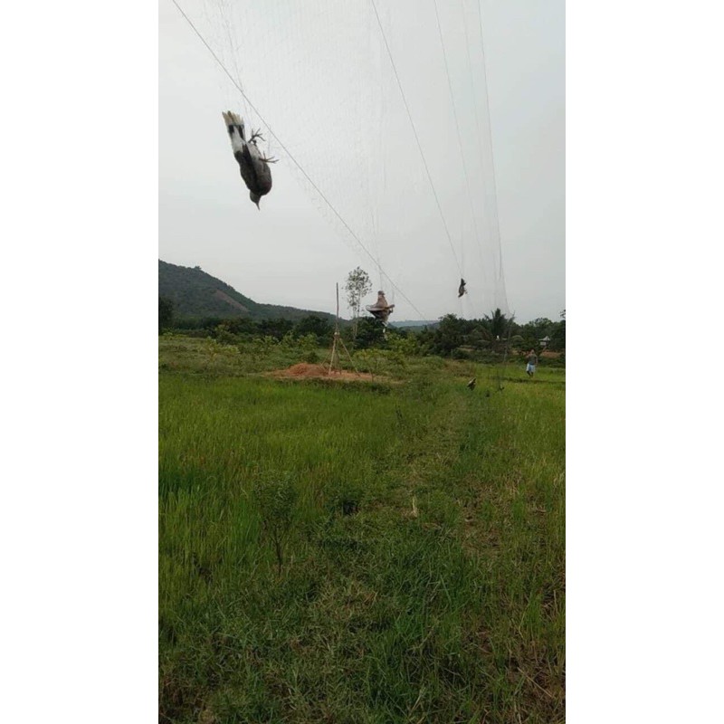 Lưới tàn hình bẫy chim tổng hợp 30m