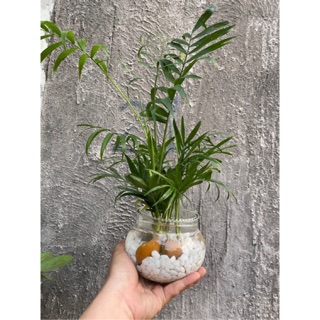 CAU TIỂU TRÂM THỦY SINH - TẶNG CHẬU THUỶ TINH