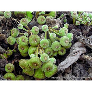 CÂY VẢ MẬT GIỐNG