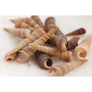 1 sét vỏ ốc trang trí