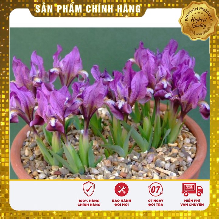 Hạt giống hoa Diên vĩ Hồng (Iris Hồng)