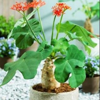 Cây ngô đồng / cây sen tàu / sen lục binhg