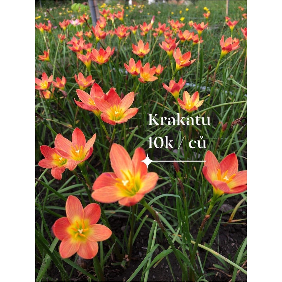 Củ huệ mưa ngoại Krakatau bảo hành mặt hoa