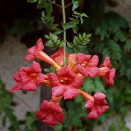 10 hạt giống hoa đăng tiêu  ( tặng kèm thuốc kích mầm ra rễ)