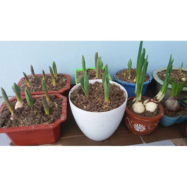 Củ hoa Tulip - Đủ 5 màu - cho hoa tết Nguyên Đán 2020 - Rau&Hoa Shop