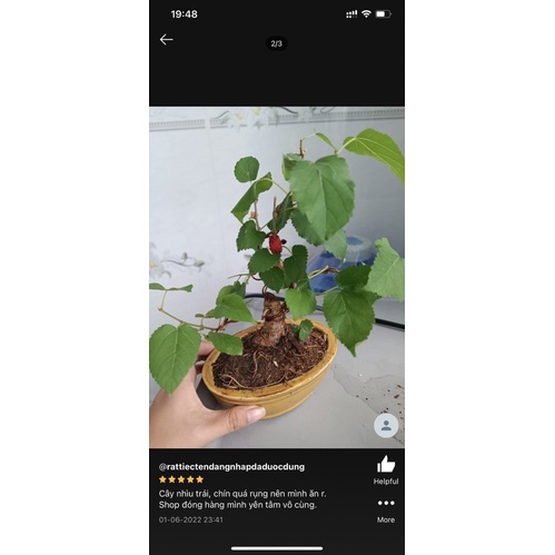 Cây Dâu Tầm siêu trái bonsai mini