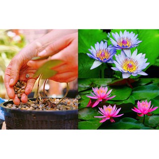 Hạt giống Hoa Súng mini mix