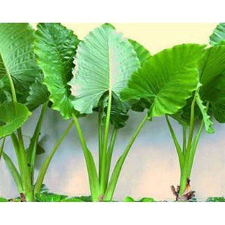 CÂY RÁY ,CÂY DÃ VU (CÓ BẦU ĐẤT)