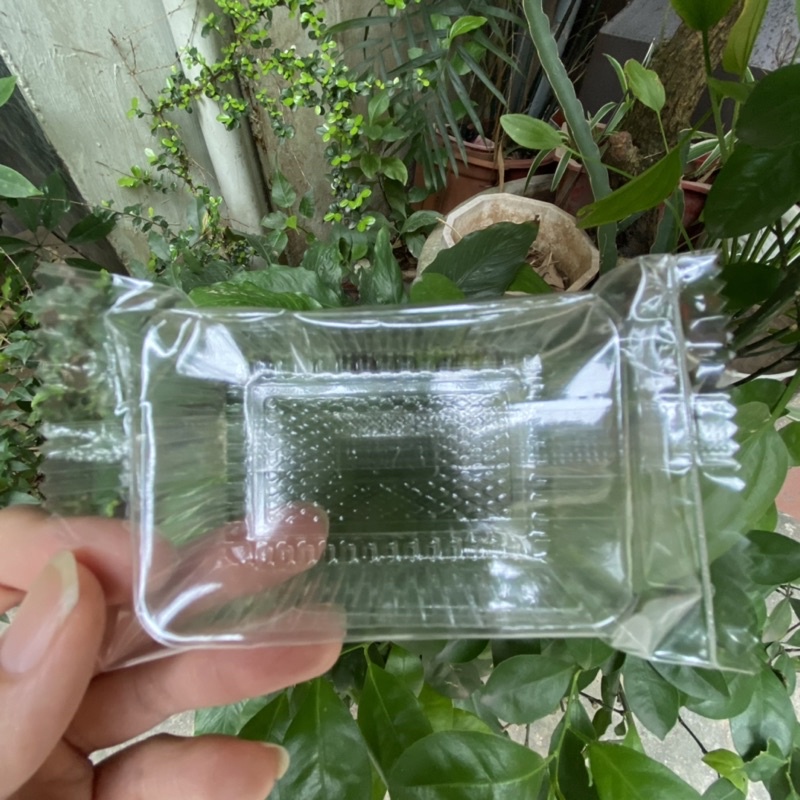 50 khay túi đựng bánh dứa trơn