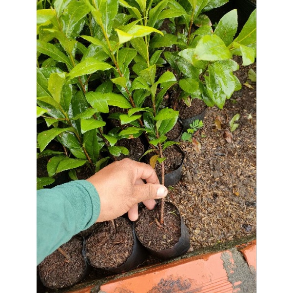 Combo 5 cây mai tứ quý