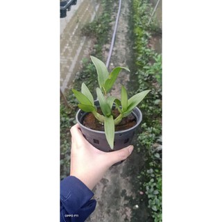 Denro chớp mini đang nụ hoa