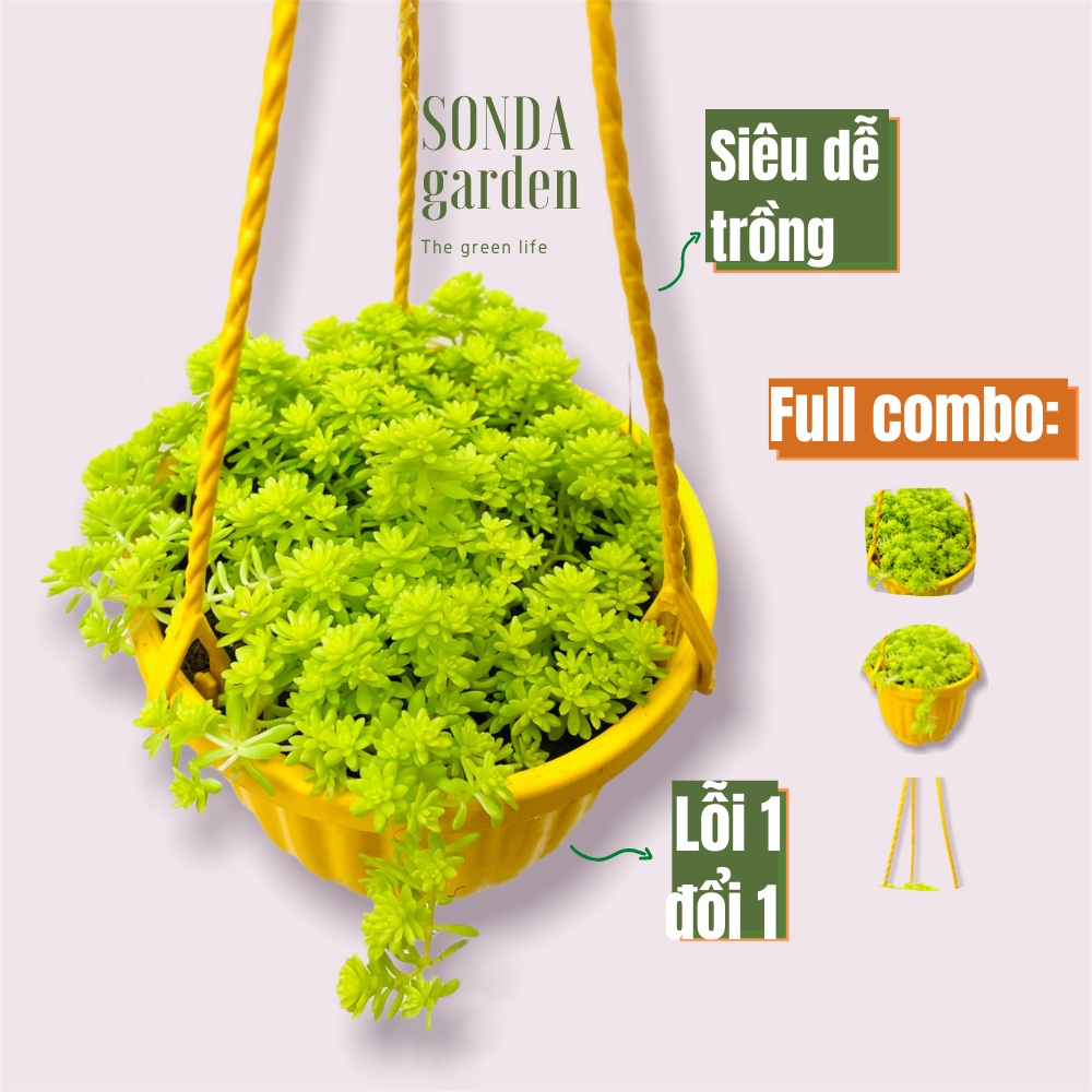 Sen đá sedum vàng SONDA GARDEN trồng chậu treo đường kính 9cm, cây cảnh trang trí nhà cửa, lỗi 1 đổi 1