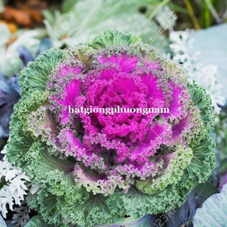 30 H - HẠT GIỐNG HỒNG SA MẠC XOĂN