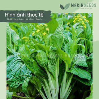 Hạt giống cải ngồng ngọt, thân mập (10gram, 20gram)