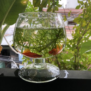 Mẫu Chân Ly 3,4 Chậu, Chân Ly, Bình, Hồ Bễ, Ống,Thố ,Bèo Thủy Tinh Trồng Cây Thủy Sinh và Nuôi Cá