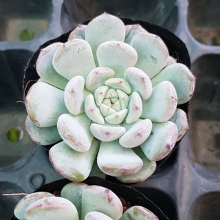 sen đá Rubi trắng