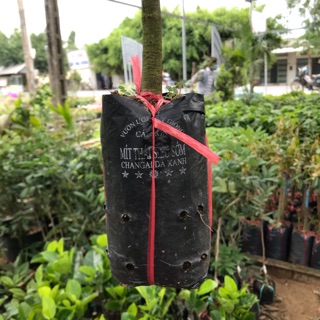 (LOẠI DÀY) 1kg Bầu ươm, túi đen ươm cây đủ size