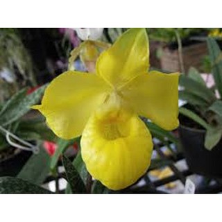CÂY GIỐNG LAN HÀI MỐC VÀNG