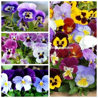 15h - hạt giống hoa bướm pansy