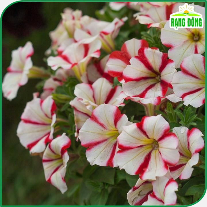 Hạt giống Hoa Dạ Uyên Thảo Sọc nhiều màu, dễ chăm sóc, trồng quanh năm - Hạt giống Rạng Đông