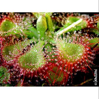 Cây gọng vó Burmanii