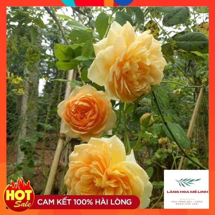 Hoa hồng ngoại Golden Celebaration rose SIÊU PHẨM – Sắc vàng tươi đẹp mộng mơ tới từ vương quốc Anh.️️.