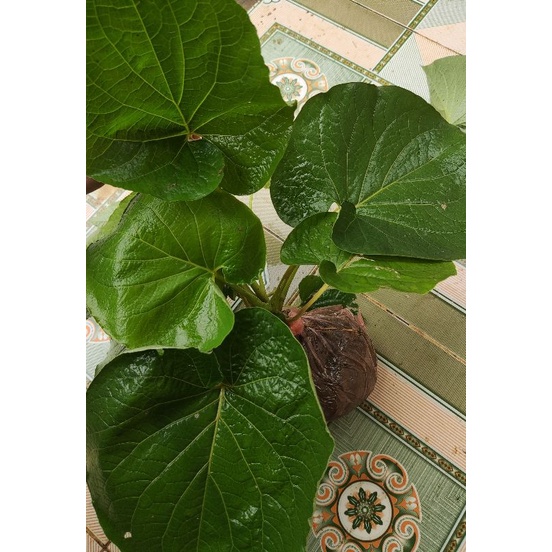 Cây giống dổi ăn lá