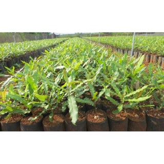 CÂY GIỐNG CÂY MẮC CA , CAM KẾT GIỐNG CHUẨN F1