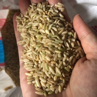 Gạo lứt sén cù tú lệ yên bái 35k/1kg bán từ 5 kg