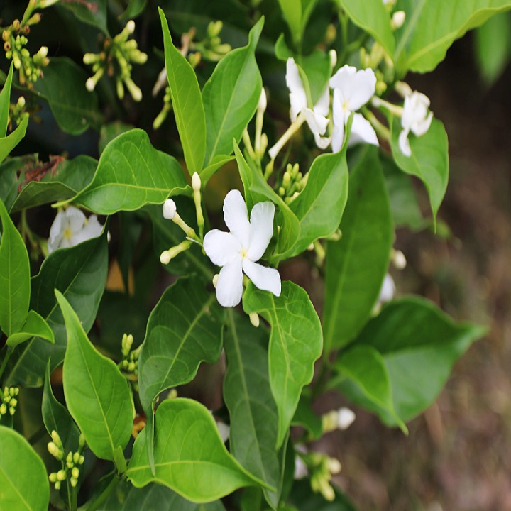 Cây hoa nhài tây đang ra hoa