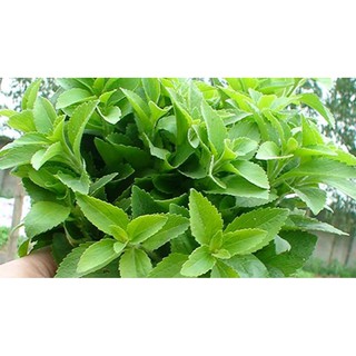 TRÀ CỎ NGỌT