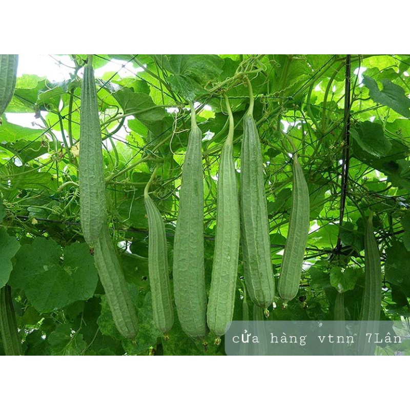 Mướp khía SN 5gr