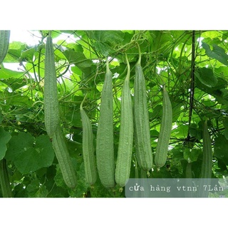 Mướp khía SN 5gr