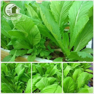 Hạt giống rau cải bẹ xanh mỡ