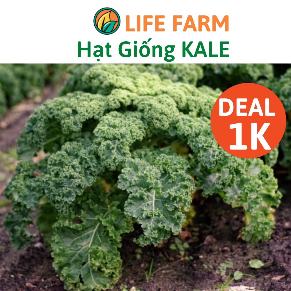 DEAL 1K - 25 Hạt Giống Cải Xoăn Kale Dễ Trồng, Năng Suất Cao - 25 HẠT