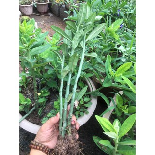 Cây giống Thạch anh combo 3 cây già cả gốc và rễ