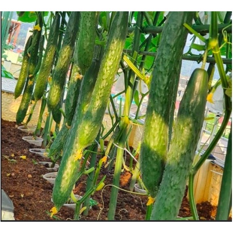 Gói 20 hạt giống dưa chuột kiếm tự thụ phấn - Trang Flowers