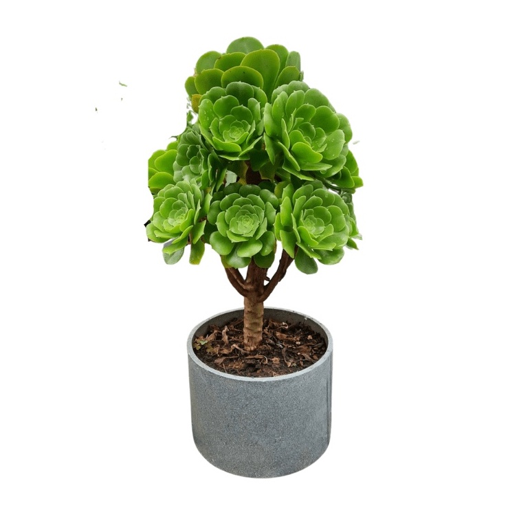 Cây sen đá để bàn kèm chậu đất nung, quà tặng sen đá LAFA GARDEN