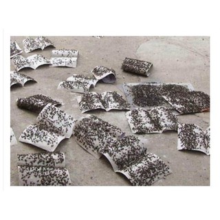 Miếng Keo Dính Ruồi 10 Miếng