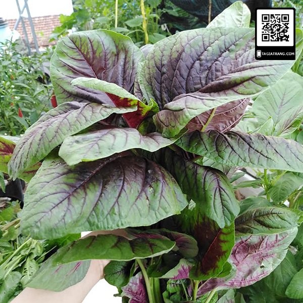 1KG - Hạt giống rau dền khoang cao sản