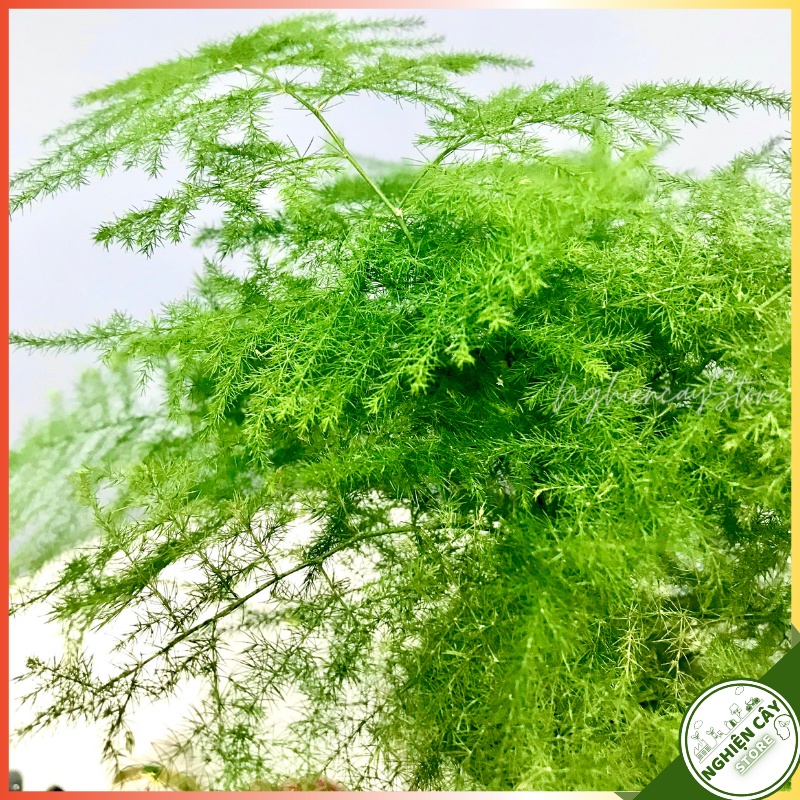 Cây thủy tùng thủy sinh để bàn, mang may mắn, dễ chắm sóc