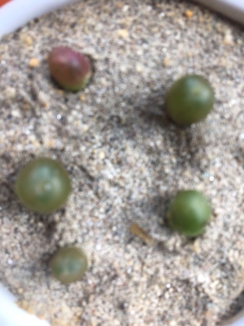 Cây Conophytum maughanii
