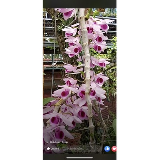 Hoa phong lan (kie) phi điệp cửu long cao phong