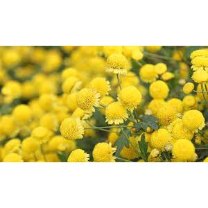 100H - HẠT GIỐNG HOA CÚC MINI VÀNG