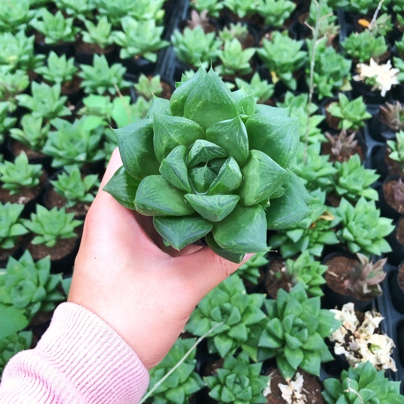 Siêu giảm giá Haworthia  sz bầu