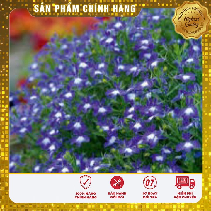 Hạt giống hoa Cúc Lobelia Nhiều màu gói 50 Hạt