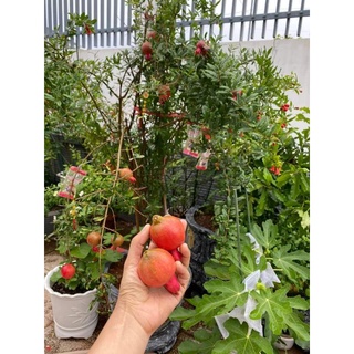 Cây 🌲 Lựu đỏ...Ấn Độ đang