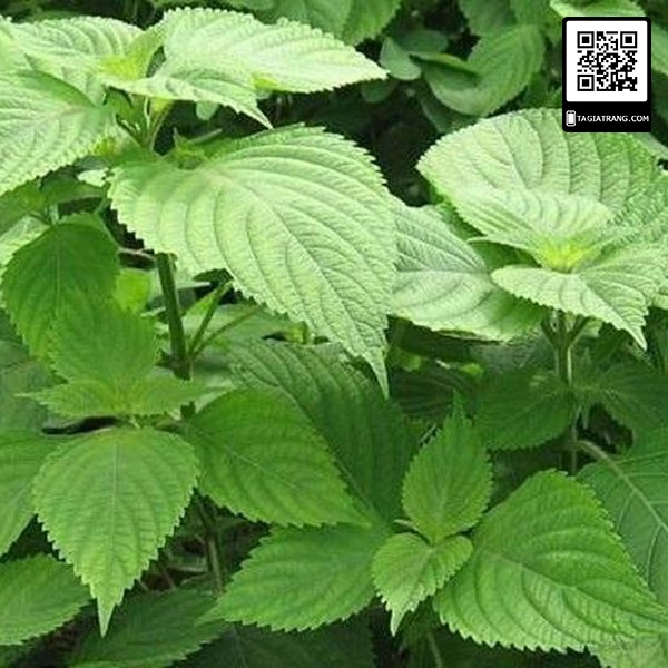 [Bán sỉ] - Hạt giống rau kinh giới